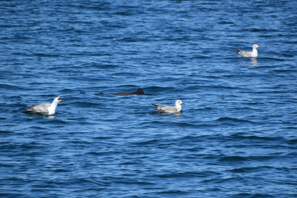 middelfart bruinvissafari bruinvis
