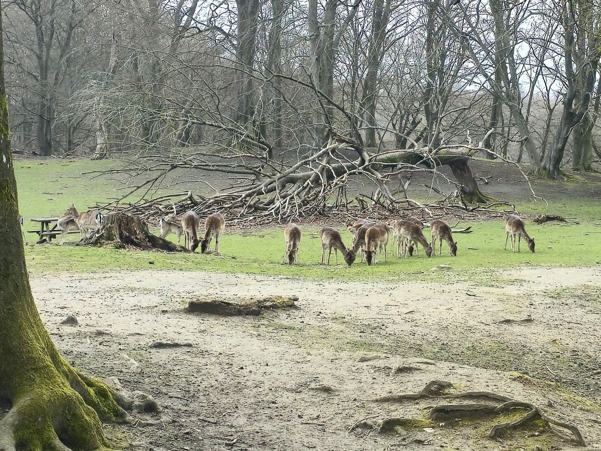 hertenpark in Aarhus